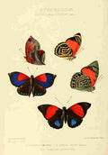 Hewitson W Chapman Butterflies Aterica & Siderone A4 Photo Print