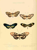 Hewitson W Chapman Butterflies Athesis et al A4 Photo Print