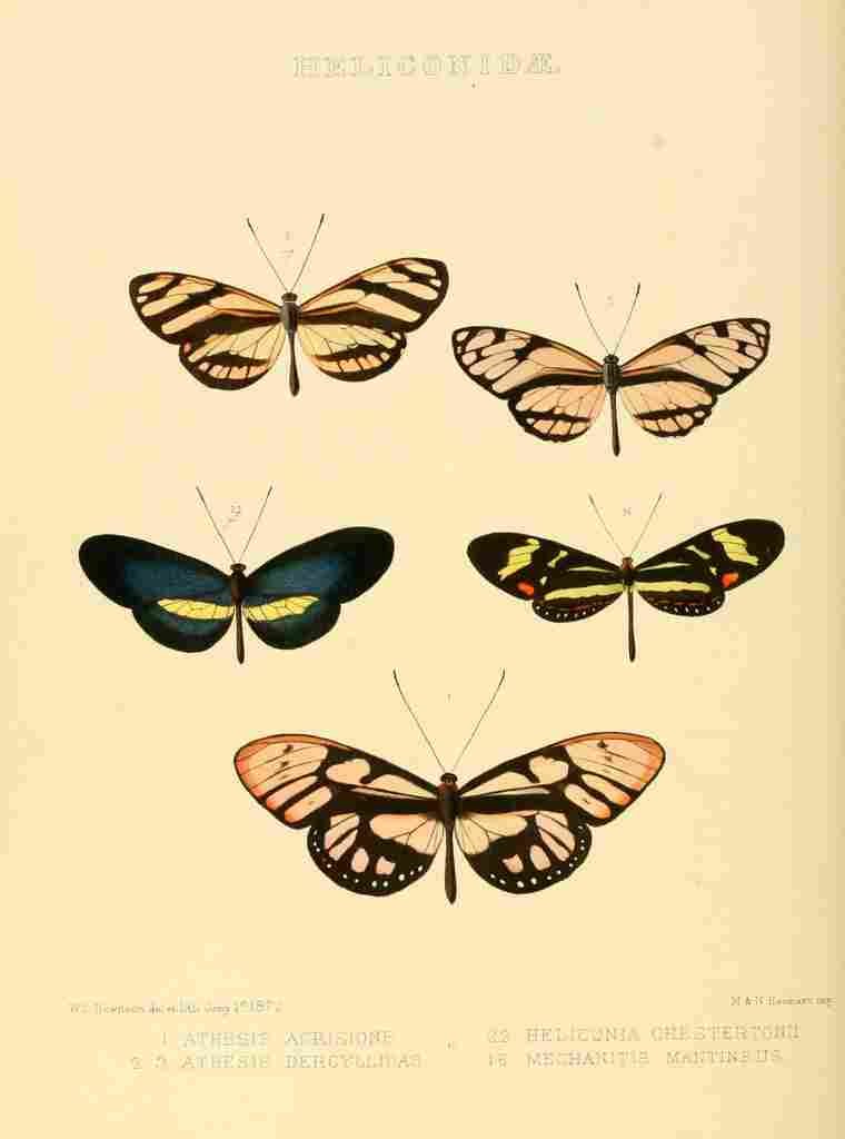 Hewitson W Chapman Butterflies Athesis et al A4 Photo Print
