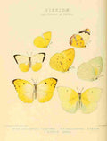 Hewitson W Chapman Butterflies Callidryas A4 Photo Print