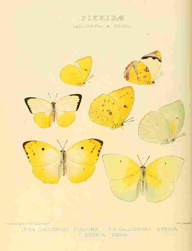 Hewitson W Chapman Butterflies Callidryas A4 Photo Print