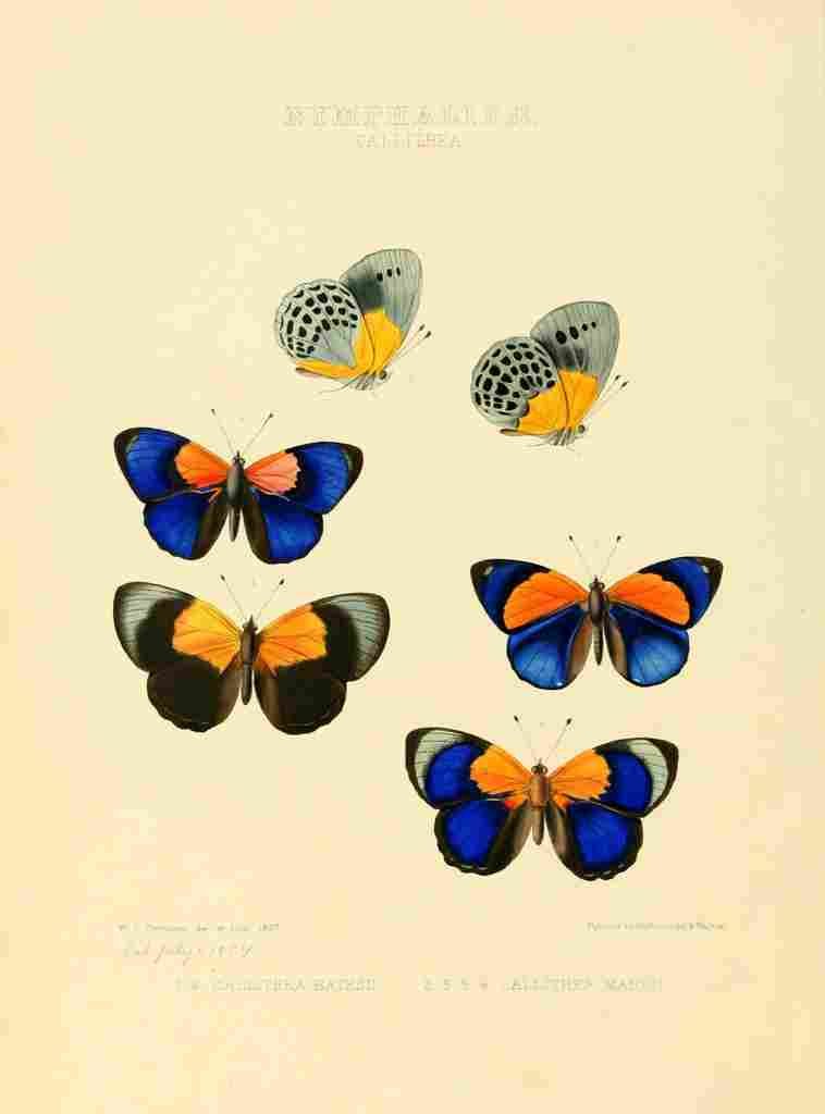Hewitson W Chapman Butterflies Callithea 1 A4 Photo Print