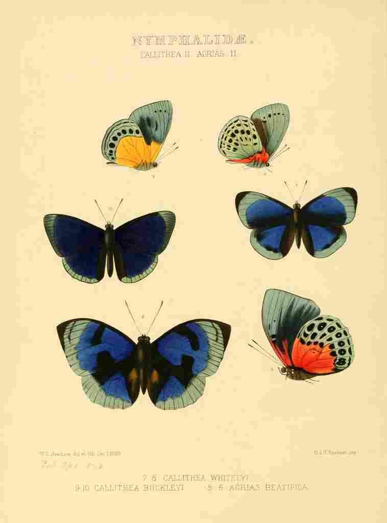 Hewitson W Chapman Butterflies Callithea 2 A4 Photo Print