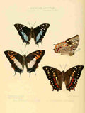 Hewitson W Chapman Butterflies Charaxes 1 A4 Photo Print