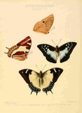Hewitson W Chapman Butterflies Charaxes 2 A4 Photo Print