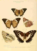 Hewitson W Chapman Butterflies Charaxes 3 A4 Photo Print