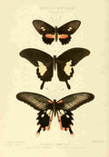 Hewitson W Chapman Butterflies Charicles A4 Photo Print
