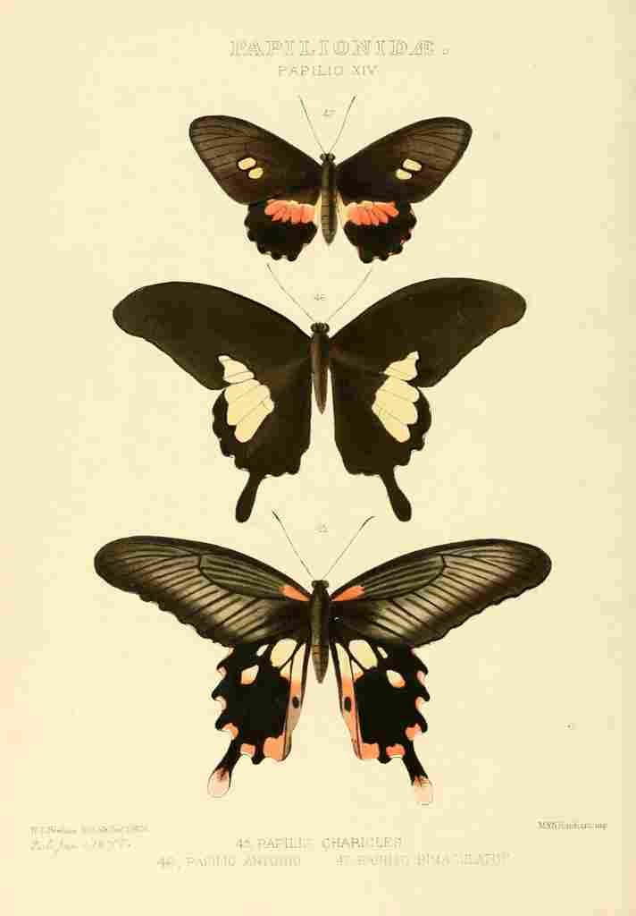 Hewitson W Chapman Butterflies Charicles A4 Photo Print