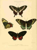 Hewitson W Chapman Butterflies Dares et al A4 Photo Print