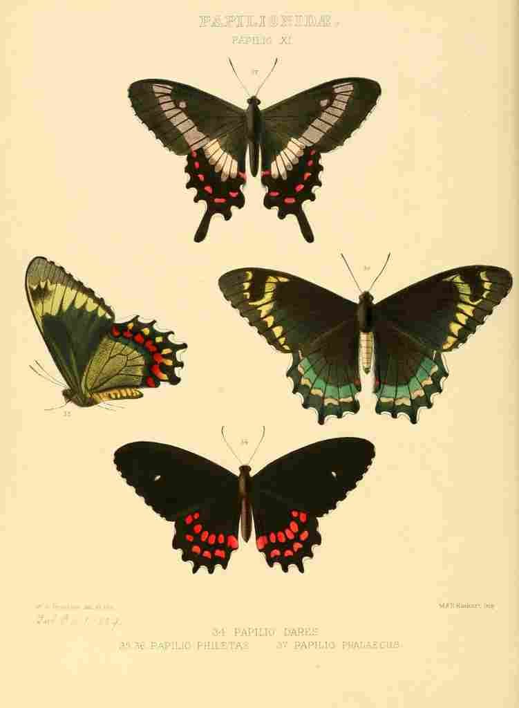 Hewitson W Chapman Butterflies Dares et al A4 Photo Print