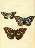 Hewitson W Chapman Butterflies Diadema 1 A4 Photo Print