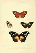Hewitson W Chapman Butterflies Diadema 2 A4 Photo Print