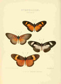 Hewitson W Chapman Butterflies Diadema 3 A4 Photo Print