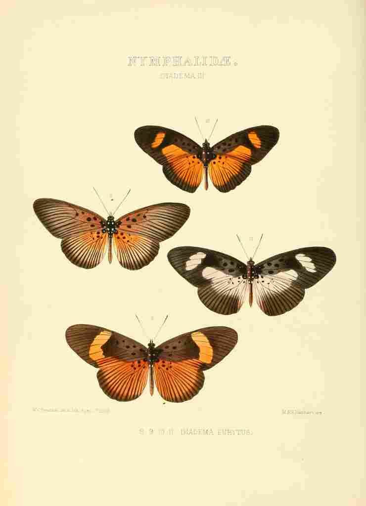 Hewitson W Chapman Butterflies Diadema 3 A4 Photo Print