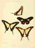 Hewitson W Chapman Butterflies Dioxippus et al A4 Photo Print