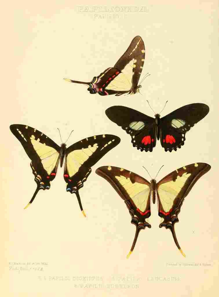 Hewitson W Chapman Butterflies Dioxippus et al A4 Photo Print
