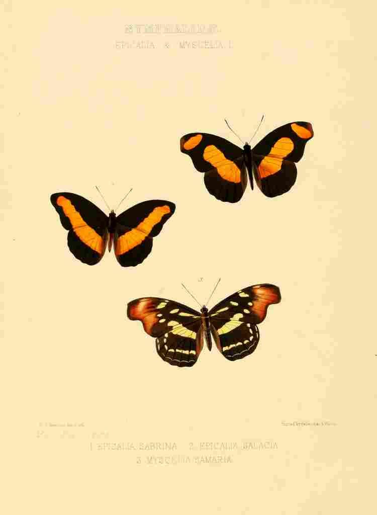 Hewitson W Chapman Butterflies Epicalea 1 A4 Photo Print