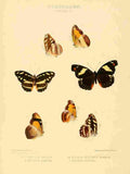 Hewitson W Chapman Butterflies Epicalea 2 A4 Photo Print