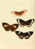 Hewitson W Chapman Butterflies Euploea 1 A4 Photo Print