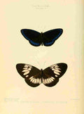 Hewitson W Chapman Butterflies Euploea 2 A4 Photo Print