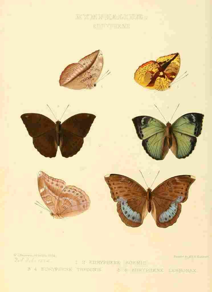 Hewitson W Chapman Butterflies Euryphene 1 A4 Photo Print