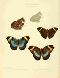 Hewitson W Chapman Butterflies Euryphene 2 A4 Photo Print