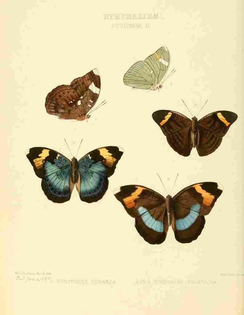 Hewitson W Chapman Butterflies Euryphene 2 A4 Photo Print