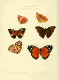 Hewitson W Chapman Butterflies Euryphene 3 A4 Photo Print