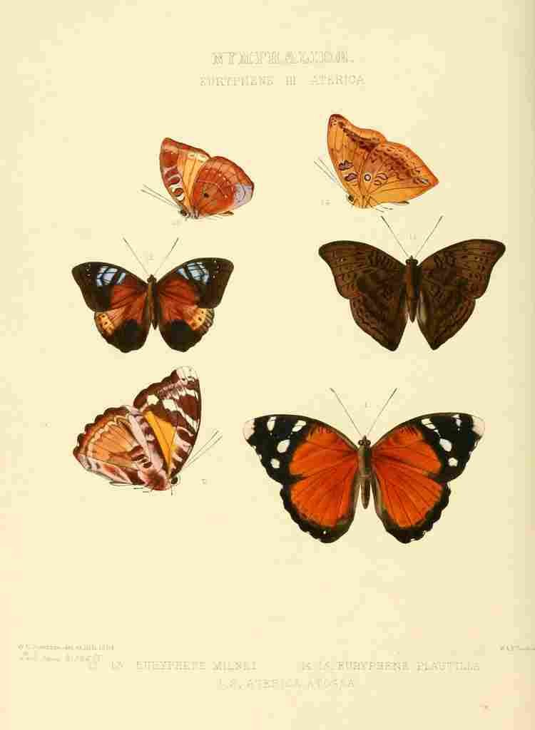 Hewitson W Chapman Butterflies Euryphene 3 A4 Photo Print