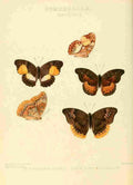 Hewitson W Chapman Butterflies Euryphene 4 A4 Photo Print