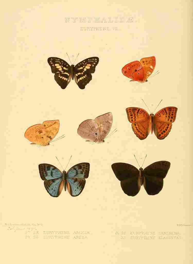 Hewitson W Chapman Butterflies Euryphene 5 A4 Photo Print