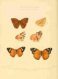 Hewitson W Chapman Butterflies Euryphene 6 A4 Photo Print