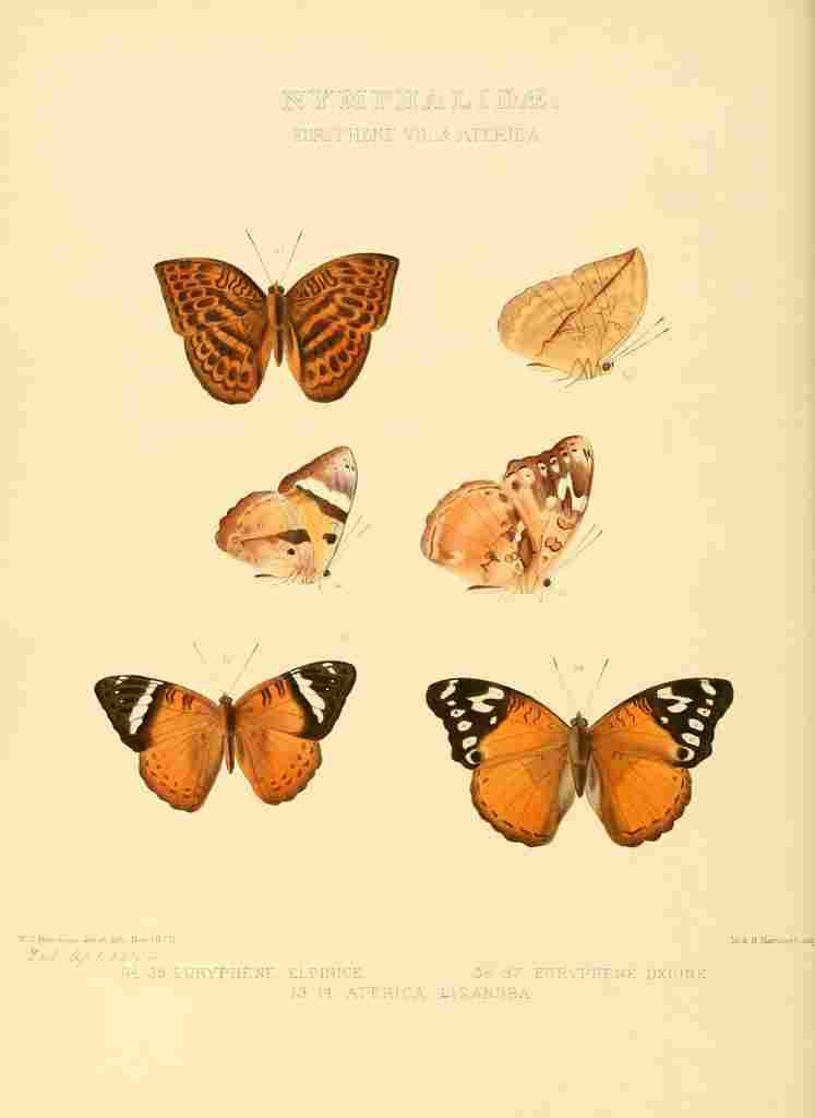Hewitson W Chapman Butterflies Euryphene 6 A4 Photo Print