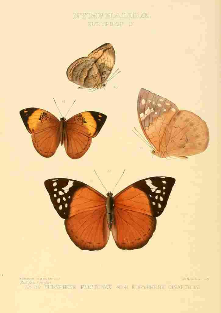 Hewitson W Chapman Butterflies Euryphene 7 A4 Photo Print