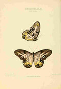 Hewitson W Chapman Butterflies Eurytelidae A4 Photo Print