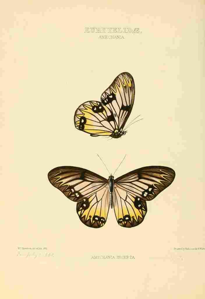 Hewitson W Chapman Butterflies Eurytelidae A4 Photo Print