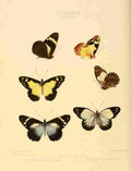 Hewitson W Chapman Butterflies Euterpe 1 A4 Photo Print