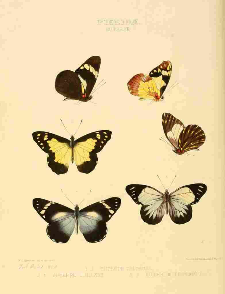 Hewitson W Chapman Butterflies Euterpe 1 A4 Photo Print