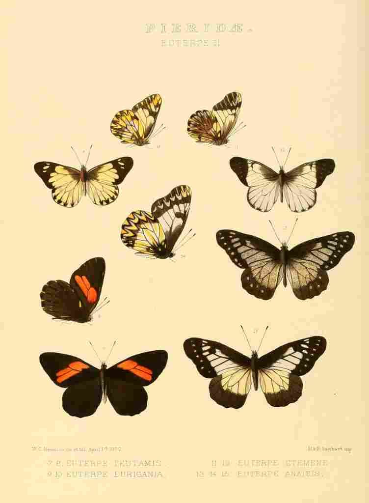 Hewitson W Chapman Butterflies Euterpe 2 A4 Photo Print