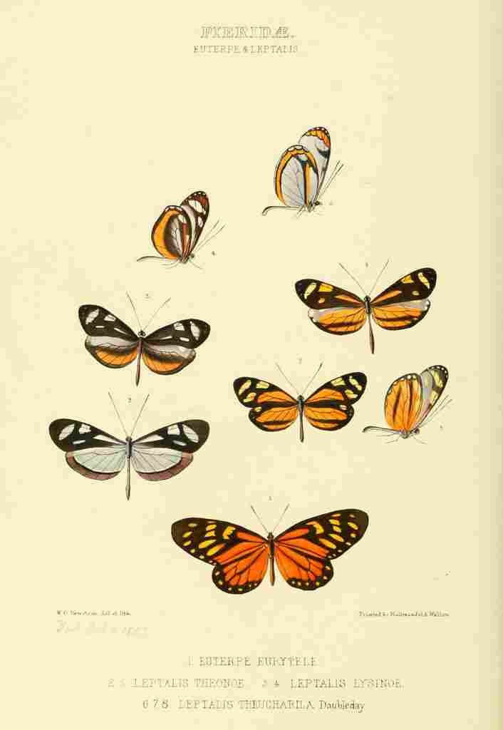 Hewitson W Chapman Butterflies Euterpe & Leptalis A4 Photo Print
