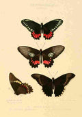 Hewitson W Chapman Butterflies Gratianus et al A4 Photo Print