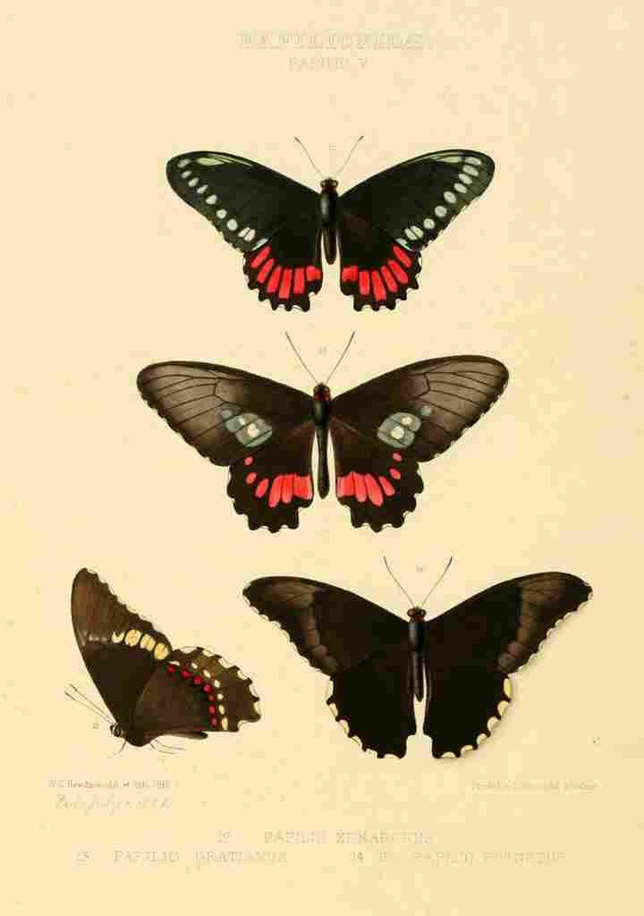 Hewitson W Chapman Butterflies Gratianus et al A4 Photo Print
