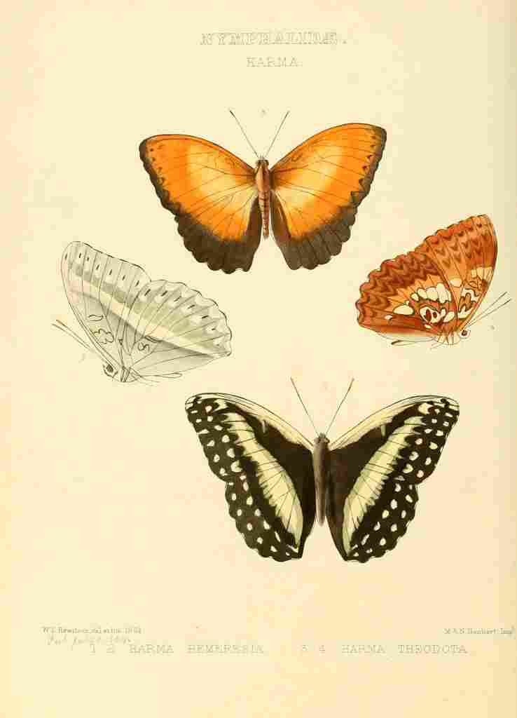 Hewitson W Chapman Butterflies Harma 1 A4 Photo Print