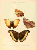 Hewitson W Chapman Butterflies Harma 2 A4 Photo Print
