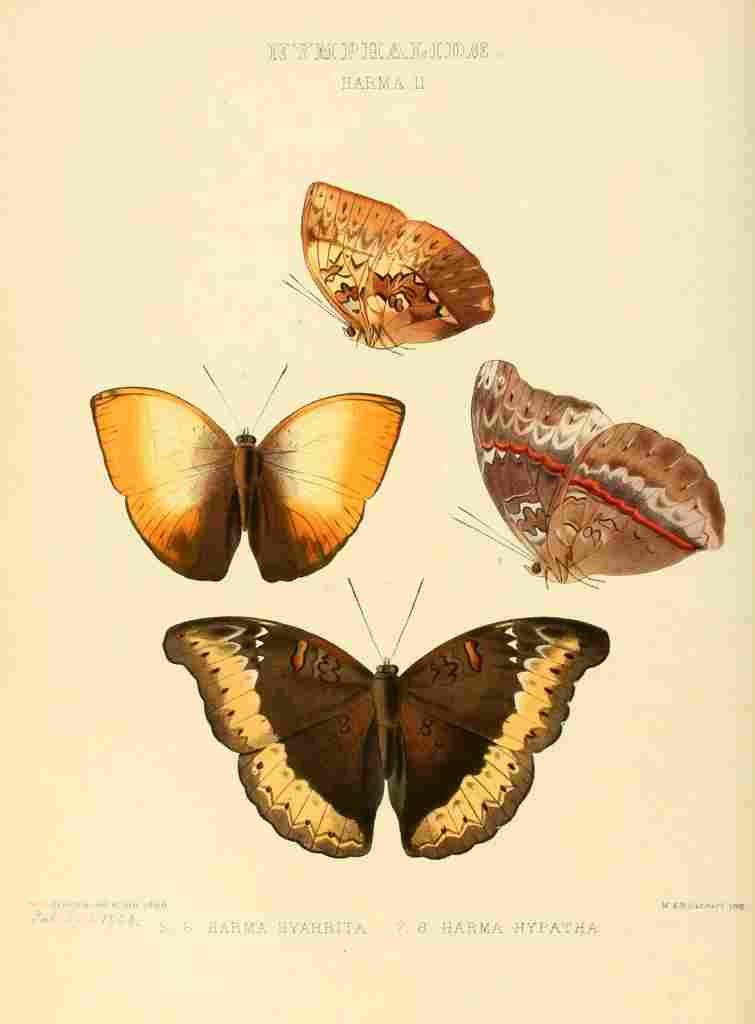 Hewitson W Chapman Butterflies Harma 2 A4 Photo Print