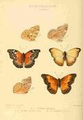 Hewitson W Chapman Butterflies Harma 3 A4 Photo Print