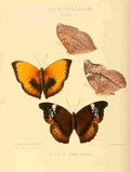 Hewitson W Chapman Butterflies Harma 4 A4 Photo Print