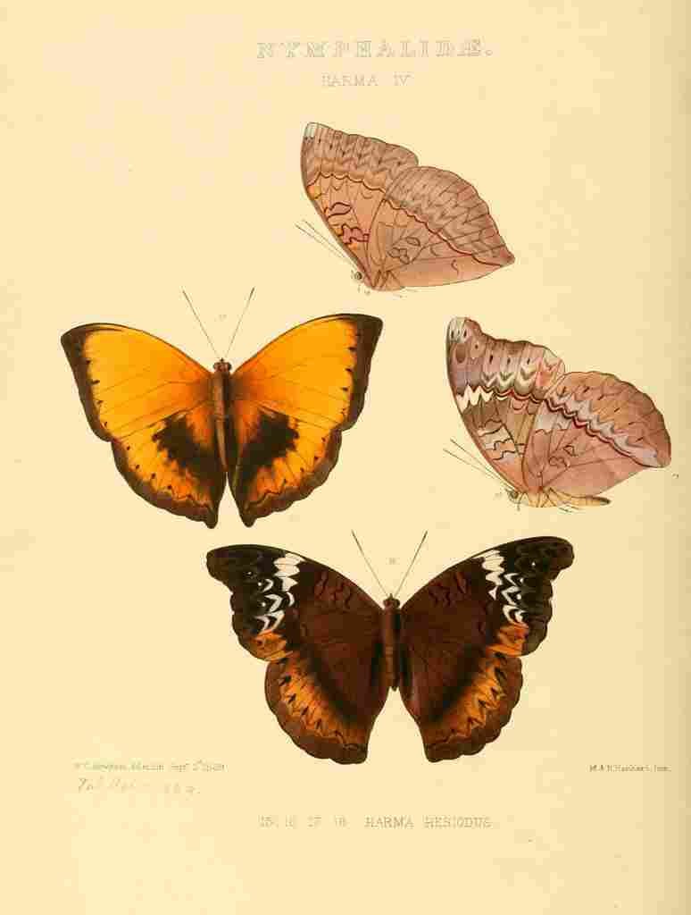 Hewitson W Chapman Butterflies Harma 4 A4 Photo Print