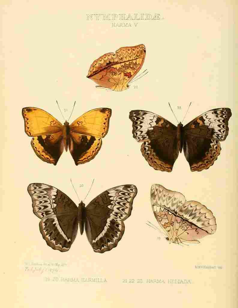 Hewitson W Chapman Butterflies Harma 5 A4 Photo Print