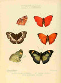 Hewitson W Chapman Butterflies Harma & Euryphene A4 Photo Print